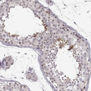 Anti-C10orf62 antibody produced in rabbit 