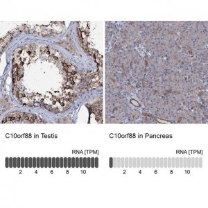 Anti-C10orf88 antibody produced in rabbit 