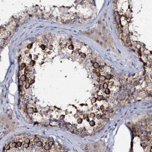 Anti-C10orf88 antibody produced in rabbit 