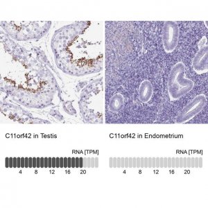 Anti-C11orf42 antibody produced in rabbit 