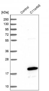 Anti-C11orf45 antibody produced in rabbit 