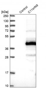Anti-C11orf49 antibody produced in rabbit 