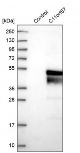 Anti-C11orf57 antibody produced in rabbit 
