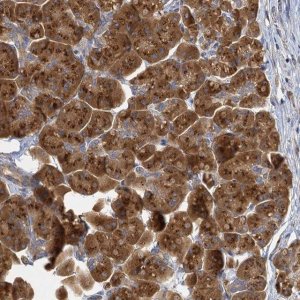 Anti-C11orf57 antibody produced in rabbit 