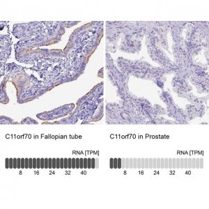 Anti-C11orf70 antibody produced in rabbit 