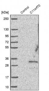 Anti-C11orf70 antibody produced in rabbit 
