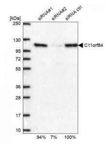 Anti-C11orf84 antibody produced in rabbit HPA050313-100UL