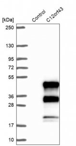 Anti-C12orf43 antibody produced in rabbit 