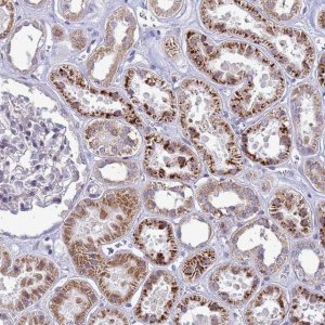 Anti-C12orf43 antibody produced in rabbit 