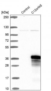 Anti-C12orf45 antibody produced in rabbit 