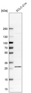 Anti-C12orf65 antibody produced in rabbit 