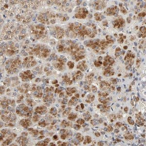 Anti-C14orf119 antibody produced in rabbit 