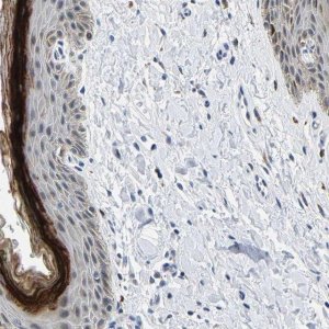 Anti-C14orf177 antibody produced in rabbit HPA018091-100UL