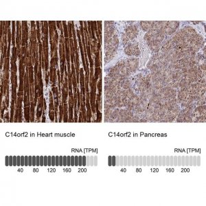 Anti-C14orf2 antibody produced in rabbit 