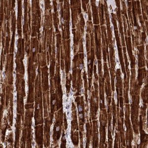 Anti-C14orf2 antibody produced in rabbit 