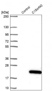 Anti-C15orf40 antibody produced in rabbit 