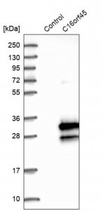 Anti-C16orf45 antibody produced in rabbit 