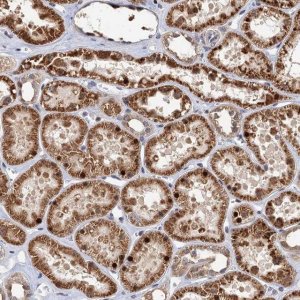 Anti-C16orf45 antibody produced in rabbit 