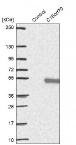 Anti-C16orf70 antibody produced in rabbit 