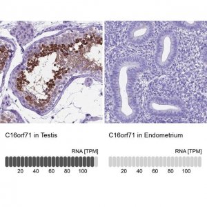 Anti-C16orf71 antibody produced in rabbit 