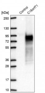 Anti-C16orf71 antibody produced in rabbit 