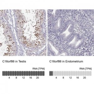 Anti-C16orf86 antibody produced in rabbit 
