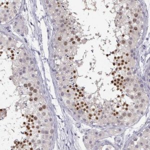 Anti-C16orf86 antibody produced in rabbit 