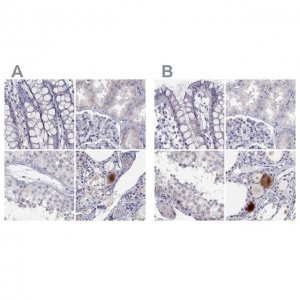 Anti-C16orf89 antibody produced in rabbit 