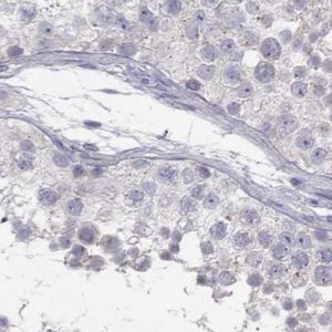 Anti-C16orf89 antibody produced in rabbit 