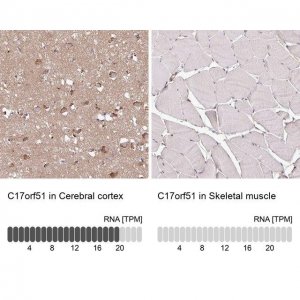 Anti-C17ORF51 antibody produced in rabbit 