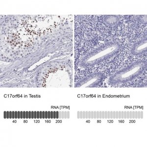 Anti-C17orf64 antibody produced in rabbit 