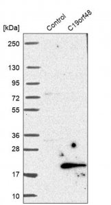 Anti-C19orf48 antibody produced in rabbit 