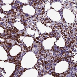 Anti-C19orf48 antibody produced in rabbit 