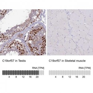 Anti-C19orf57 antibody produced in rabbit 