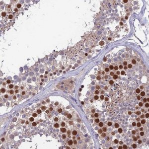 Anti-C19orf57 antibody produced in rabbit 
