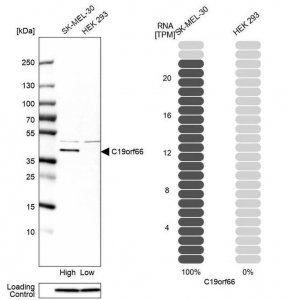 Anti-C19orf66 antibody produced in rabbit 