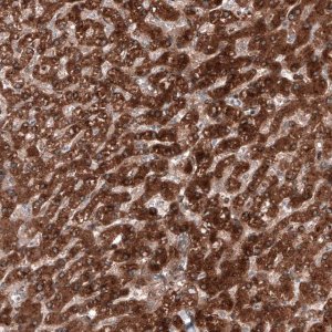 Anti-C19orf66 antibody produced in rabbit 