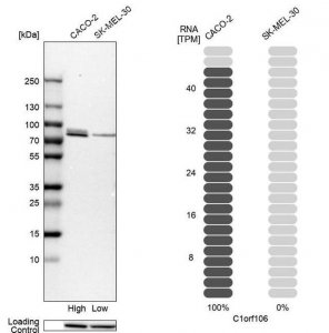 Anti-C1orf106 antibody produced in rabbit 
