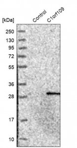 Anti-C1orf109 antibody produced in rabbit 