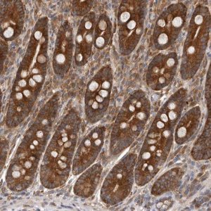 Anti-C1orf109 antibody produced in rabbit 
