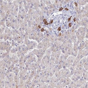 Anti-C1orf123 antibody produced in rabbit HPA043835-100UL