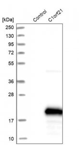 Anti-C1orf21 antibody produced in rabbit 