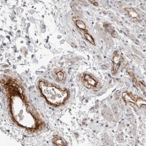 Anti-C1orf216 antibody produced in rabbit 