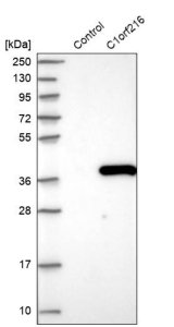 Anti-C1orf216 antibody produced in rabbit 