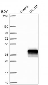 Anti-C1orf35 antibody produced in rabbit 