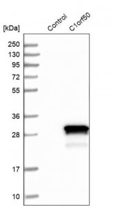 Anti-C1orf50 antibody produced in rabbit 