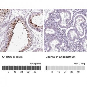 Anti-C1orf56 antibody produced in rabbit 