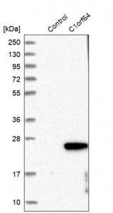 Anti-C1orf64 antibody produced in rabbit 