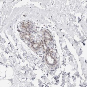 Anti-C1orf64 antibody produced in rabbit 