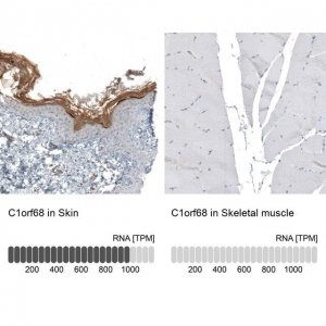 Anti-C1orf68 antibody produced in rabbit 
